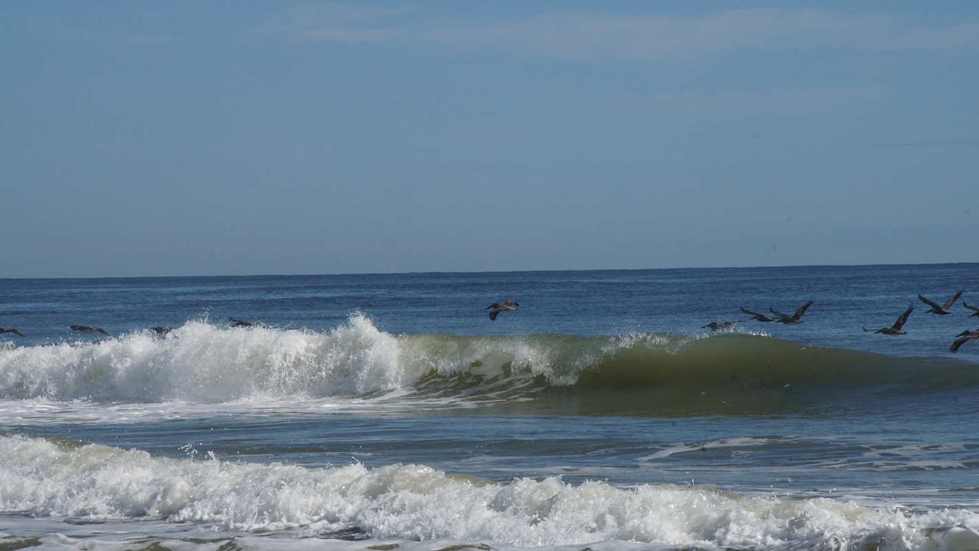 Pelicans fly by as a wave curls and crashes at the beach