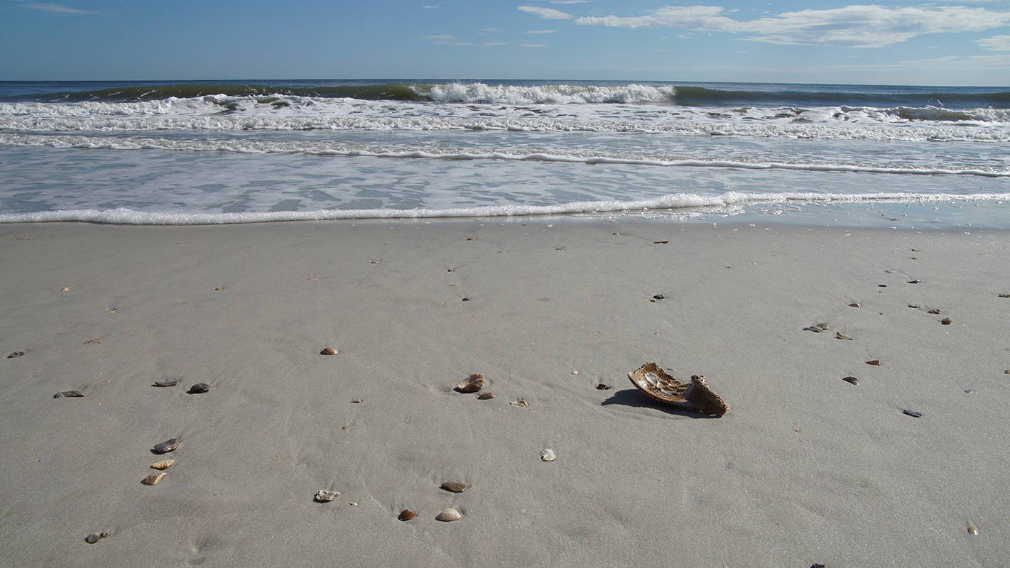 Broken shells on sand with waves crashing beyond