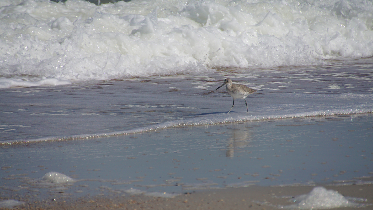 A bird on the beach races in front of the waves