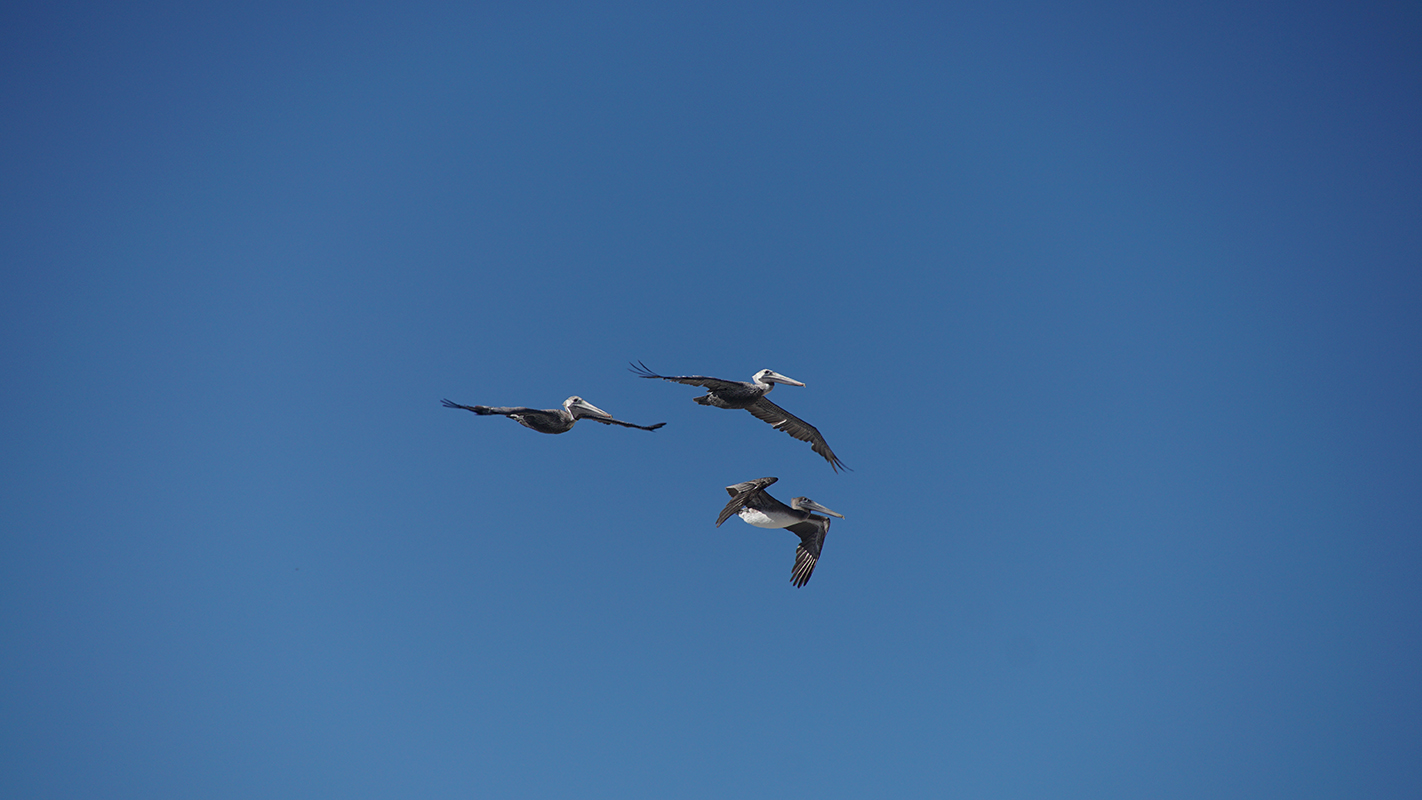 Three pelicans fly overhead