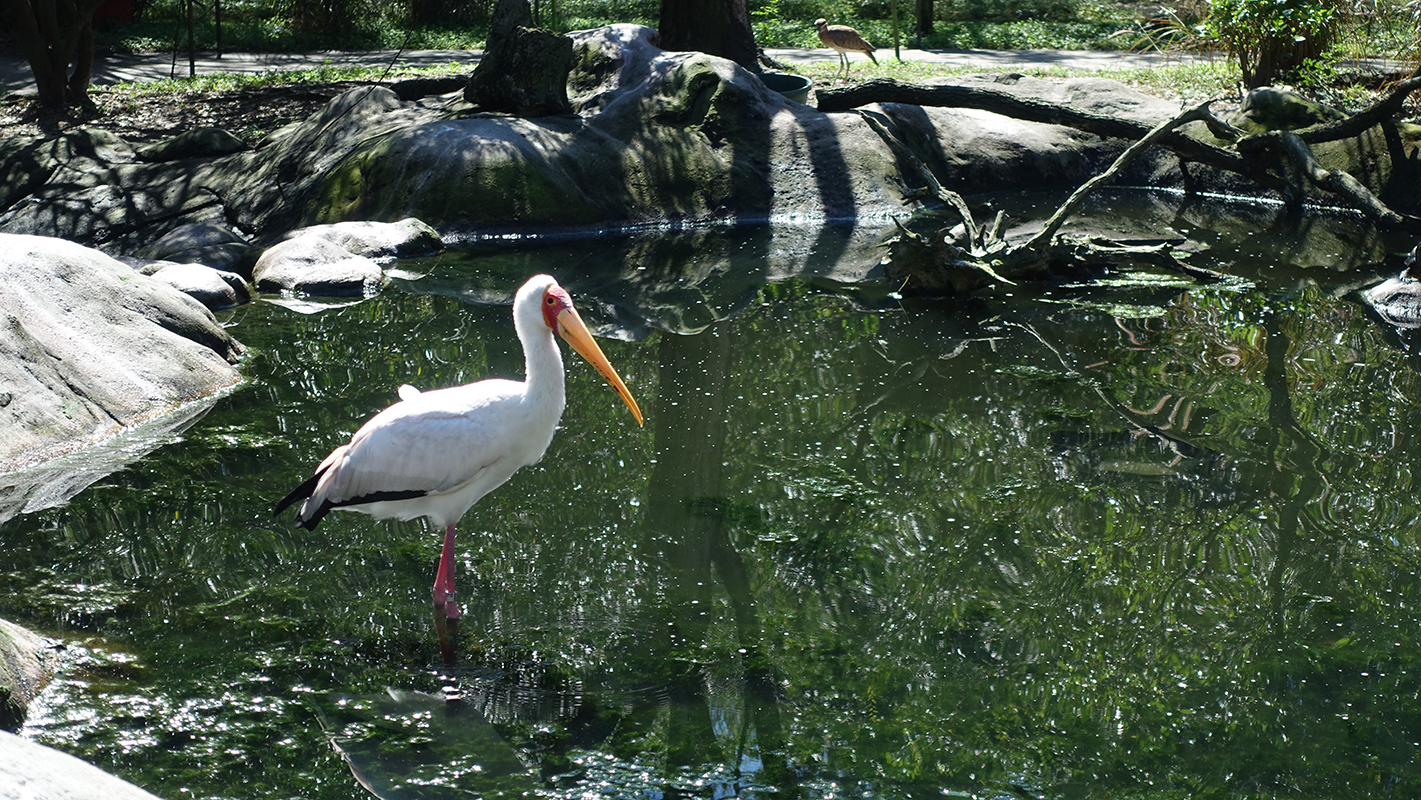 A crane stands in water at the zoo