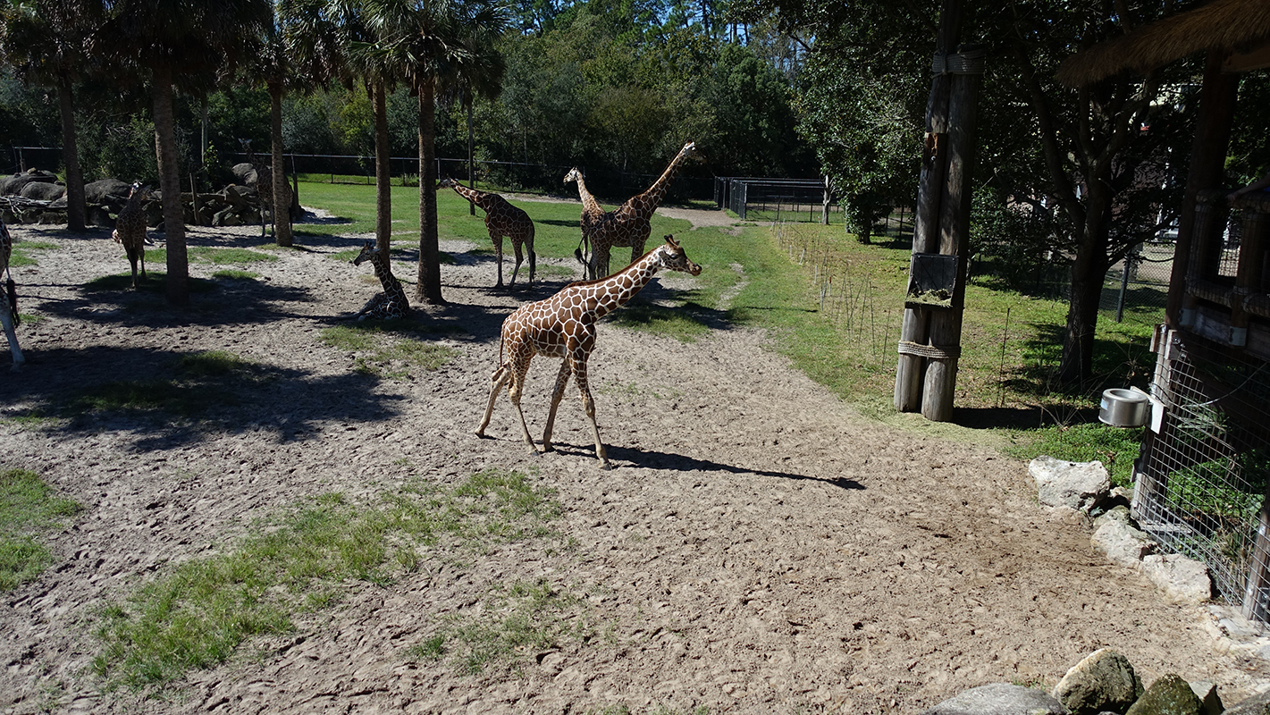 A young giraffe approaches a covered walkway