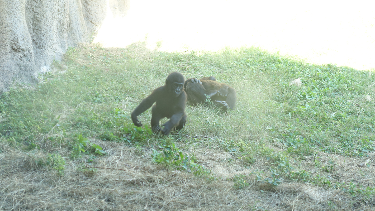 A baby gorilla bounces away from a resting adult