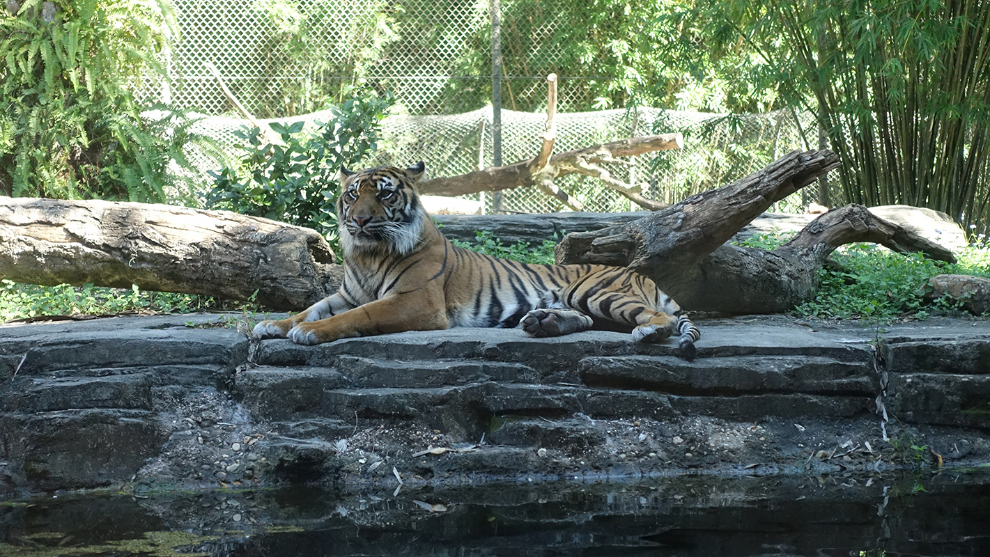 A tiger rests on rocks above a small pond