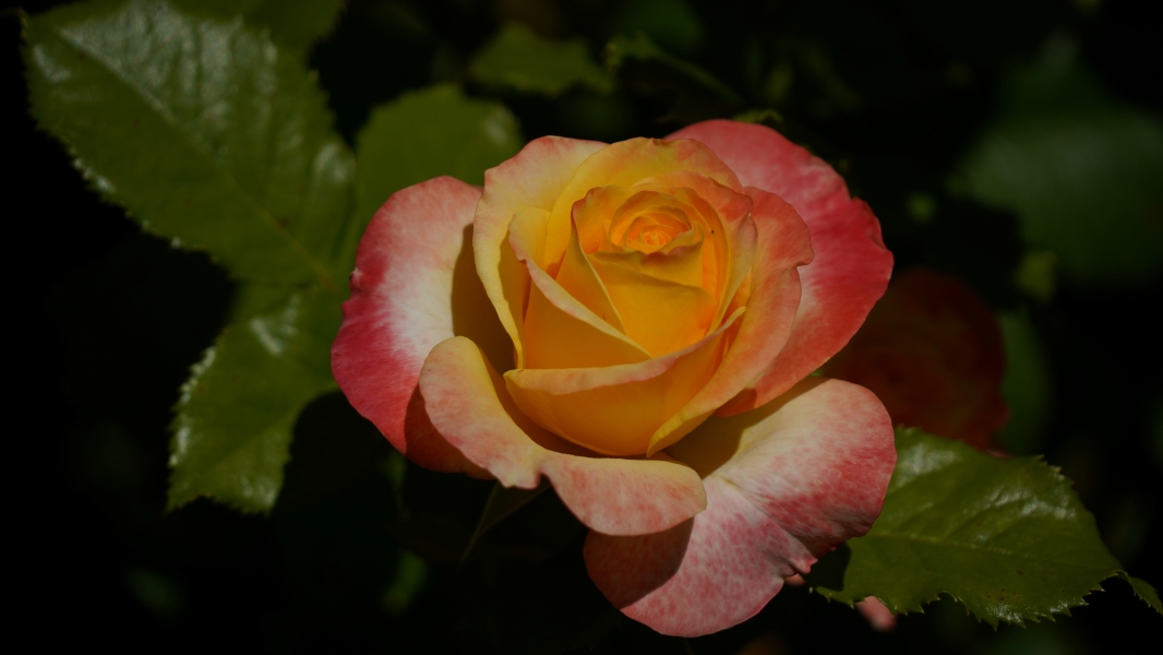 Image Three